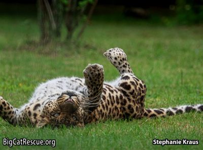 Sundari Leopard
