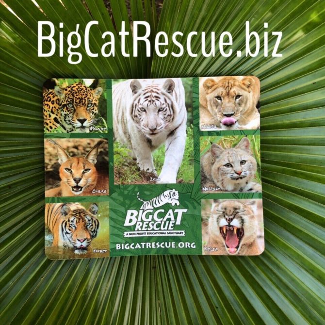 We have a BRAND NEW Big Cat Rescue Photo Collage Mouse Pad in stock!!! https://big-cat-rescue.myshopify.com/products/mouse-pad-photo-collage