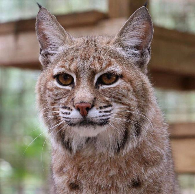 Smalls Bobcat looks ready to engage Zoomies mode!