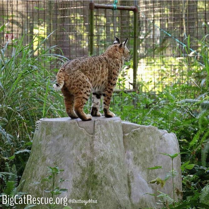 Tiger Lilly Bobcat perched on her den waiting for someone to drop by for treats!