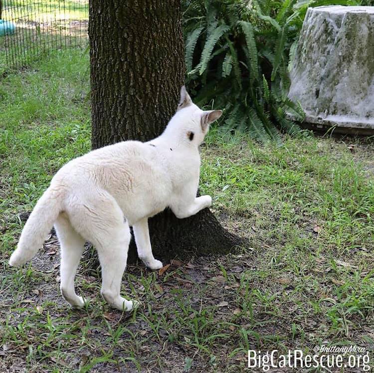 Pharaoh the White Serval is such a little tree hugger!  June 30 2019 65296251 10156193611621957 4081502744169414656 n