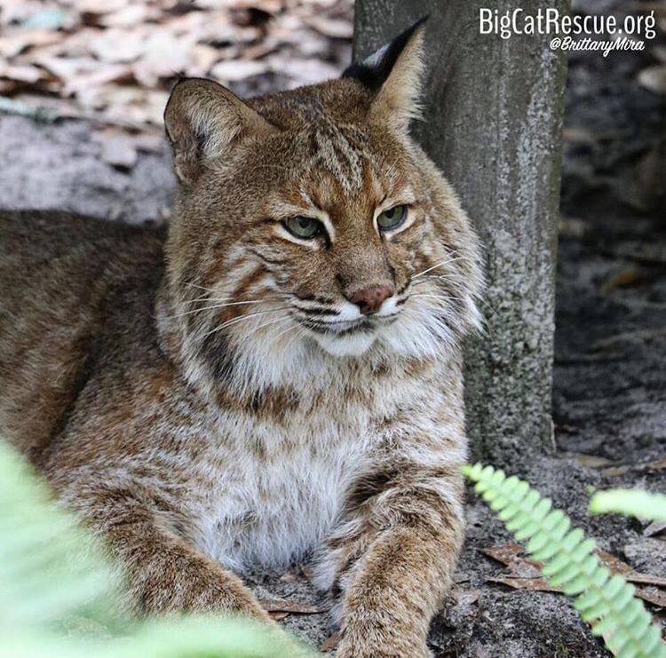 Frankie Bobcat is ready for his catnap under his favorite platform!