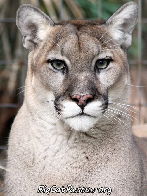 Ares Cougar