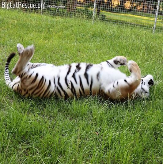 Kali Tiger certainly enjoys rolling on the soft grass.