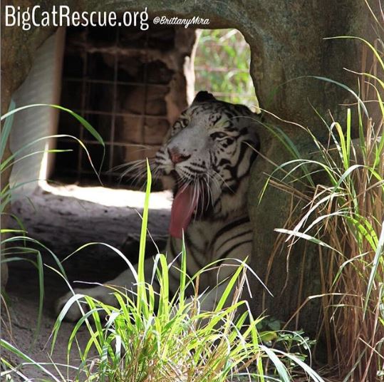 The Big Cats love to spend time in their dens during the hottest part of the day - they are built to be cool in the summer and warm in the winter <3
