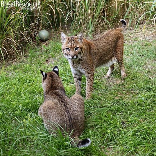 Bobcats, Moses and Bailey, romping around in their soft grass <3