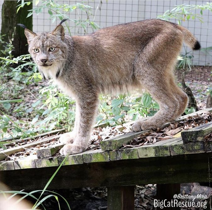 Gilligan the Canadian Lynx likes to chase the meds keeper just in case there is an extra treat!