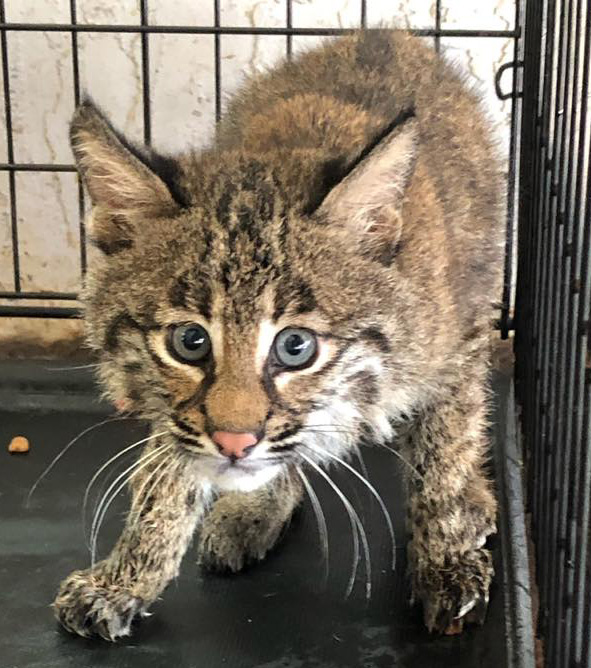 Wild Bobcat Rehab Kitten named Flint  June 30 2019 flint