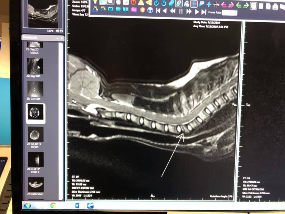 Flint Bobcat - Here is a image captured during the MRI showing Flints fractured vertebrae.