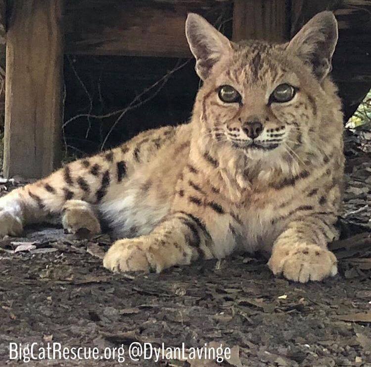 Tiger Lilly Bobcat lounging in the shade and hoping for a sicle!