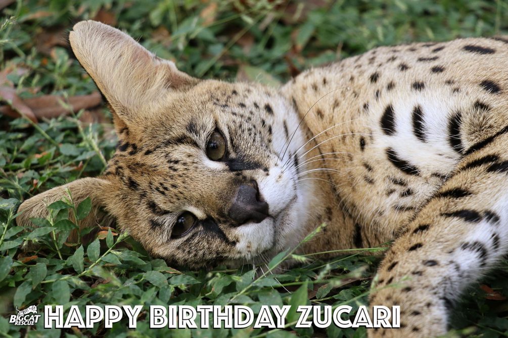 Help us wish a very Happy 4th Birthday to Zucari the Serval!! What a cutie pie!