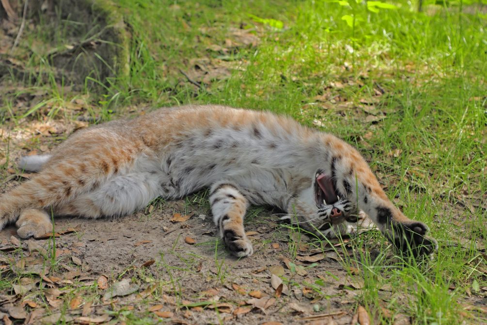 Big stretches! Lets get this day started! Nabisco, bobcat! By Jamie Veronica
