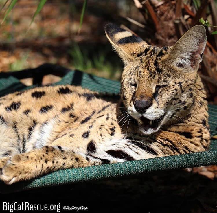 Des Serval had a great day and is all ready for bed!