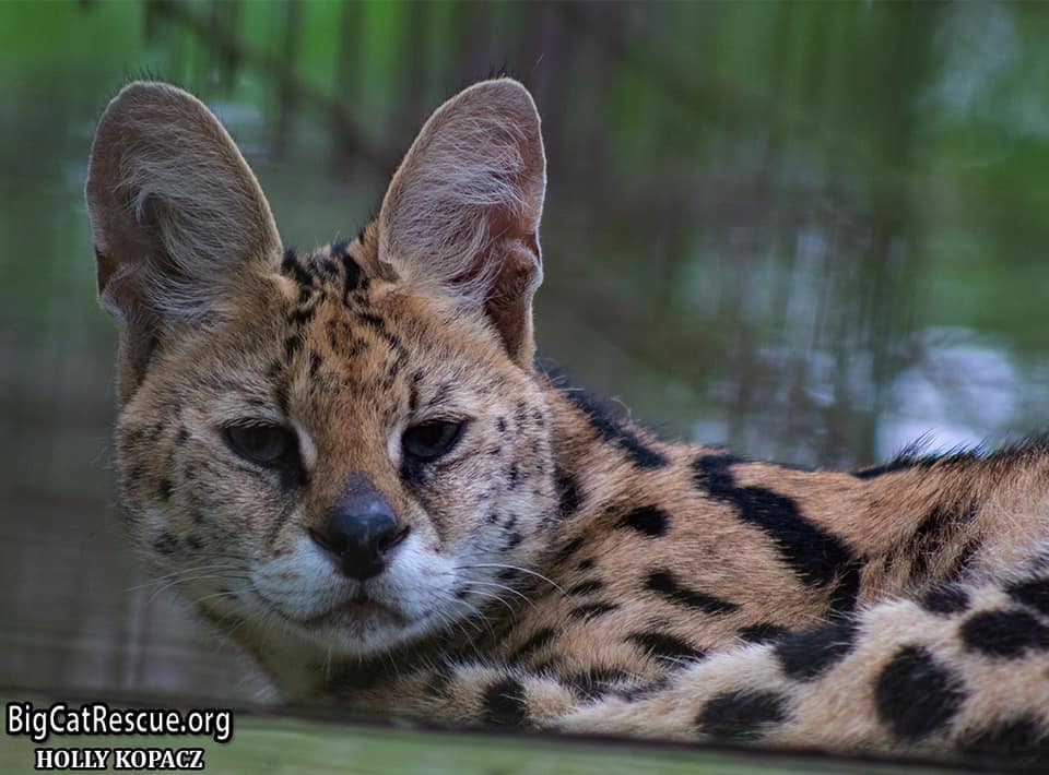 Miss Ginger Serval wishes everyone a pleasant evening!   July 2 2019 65558953 10156200445951957 621915039737053184 n