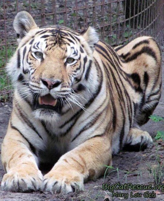 Beautiful Jasmine Tigress is ready for Monday! ? Have a great week everyone!
