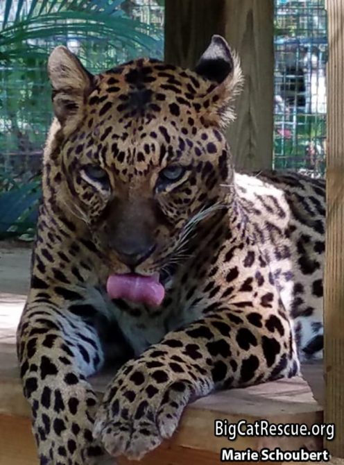 Miss Armani Leopard is displaying her rendition of Tongue Out Tuesday! 