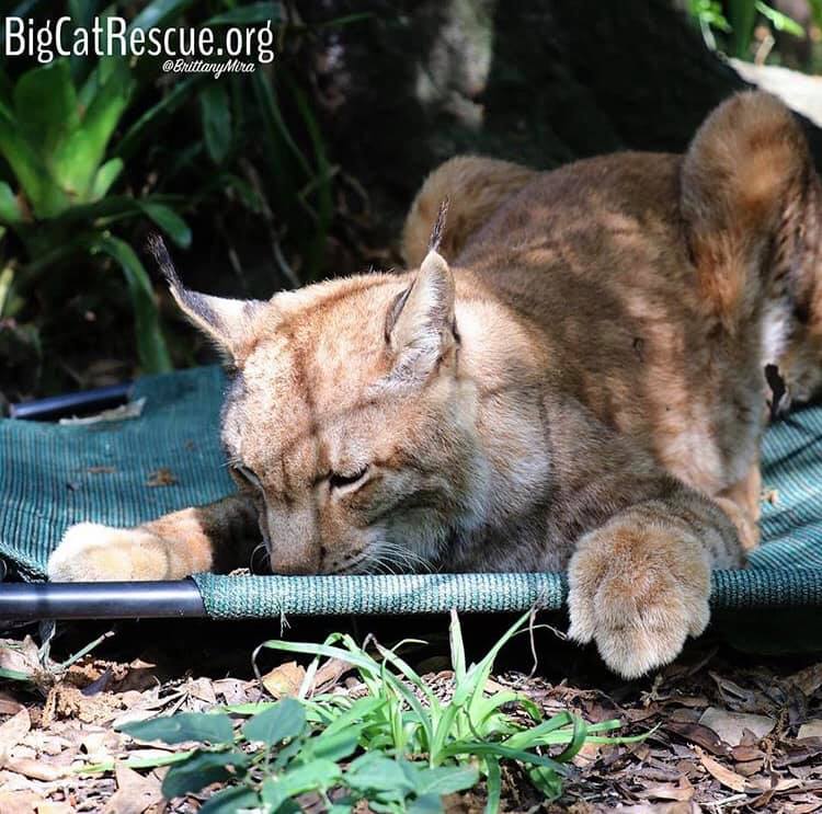 Apollo the Siberian Lynx enjoyed every bit of his bloodsicle!