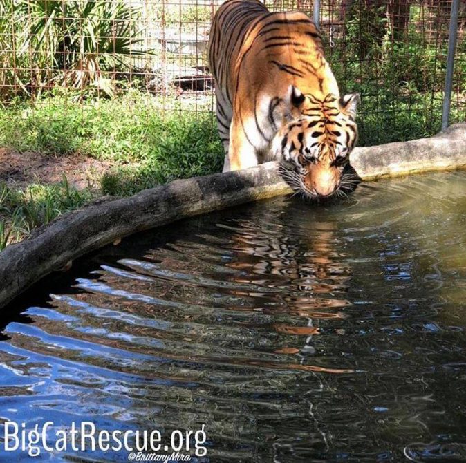 Gotta get hydrated before it gets too hot today! -Kali Tigress