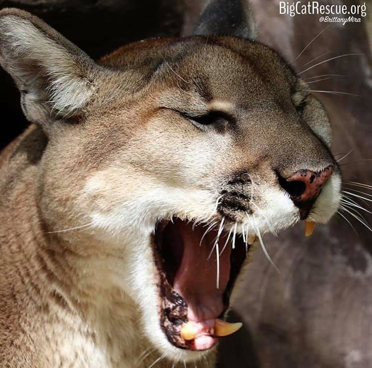 Ares Cougar says Good night!