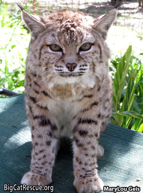 Beautiful Miss Tiger Lilly Bobcat is ready to relax on her coolaroo!