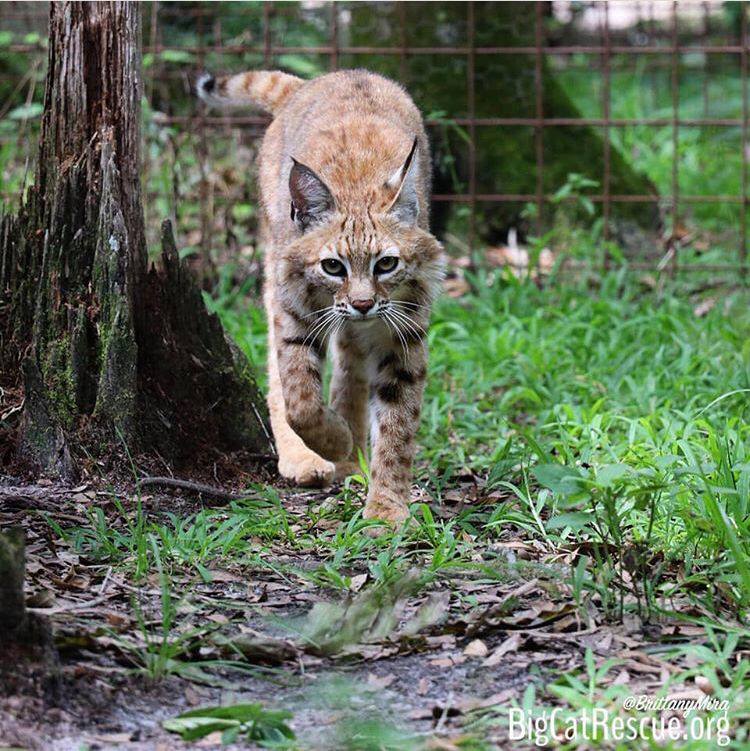 Rise and shine with Kewlona Bobcat who is on her way to the feeding lockout for breakfast!