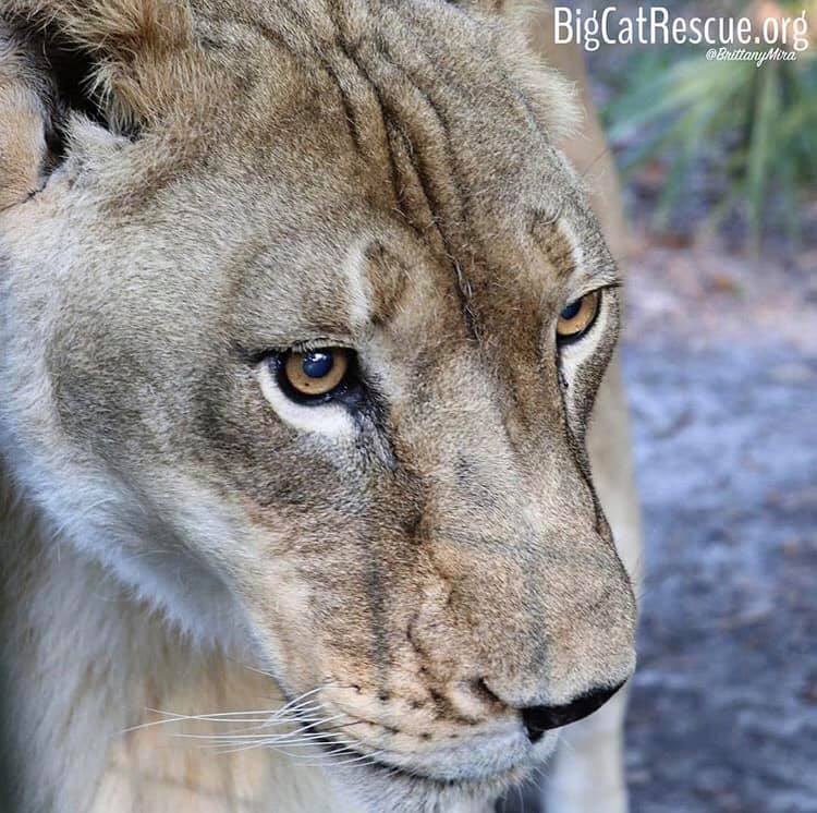 Did you say chicken?- Nikita Lioness