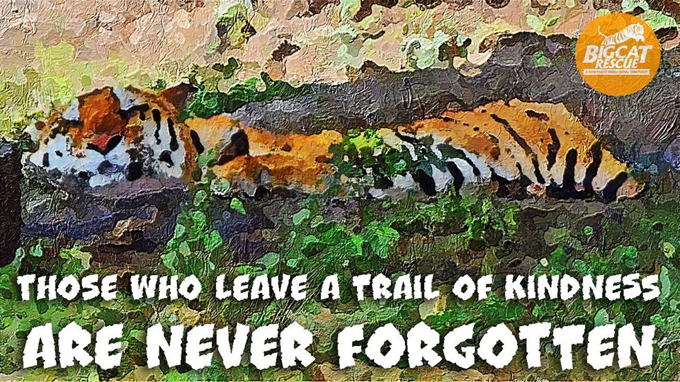 Memes and Quotes - “Those who leave a trail of kindness are never forgotten”