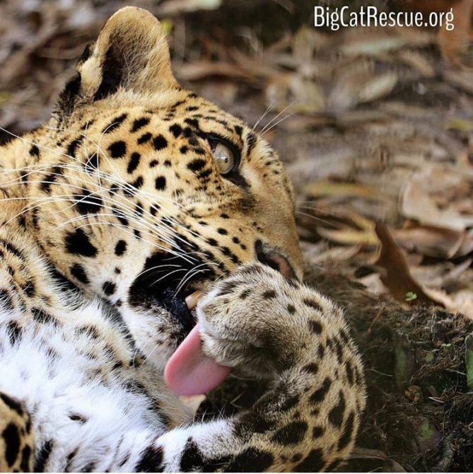 Sundari Leopard is cleaning up before bedtime!