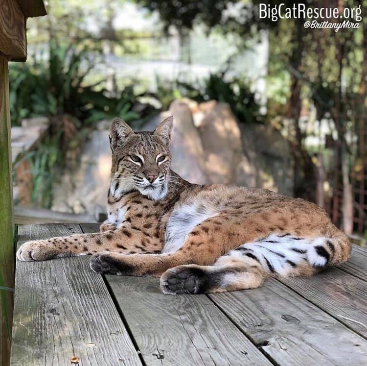 MaryAnn Bobcat having a relaxing afternoon in the shade.