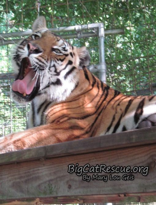 Silly Miss Jasmine Tigress wants to be sure you remember what today is! #TongueOutTuesday?