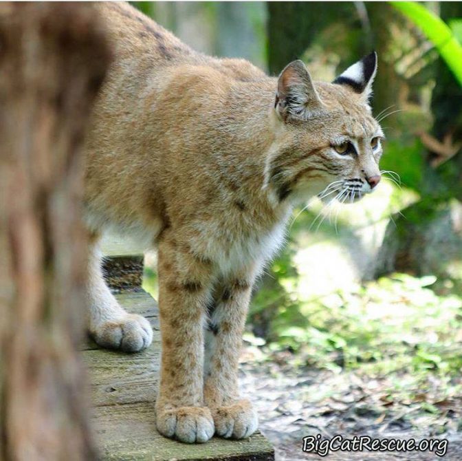 Smalls Bobcat always has the “zoomies” in the mornings before being fed!  July 11 2019 66427355 10156219846486957 4893473071756738560 n