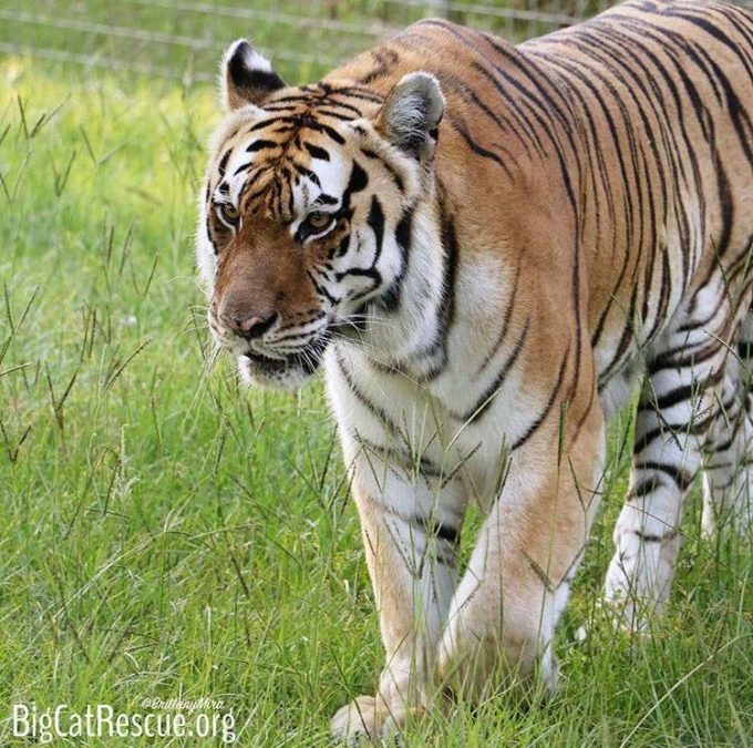 Kali Tigress says rise and shine it’s breakfast time!