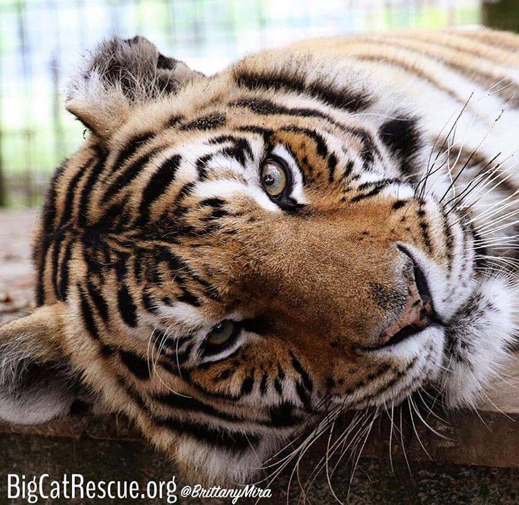 Jasmine Tigress enjoying a lazy afternoon.