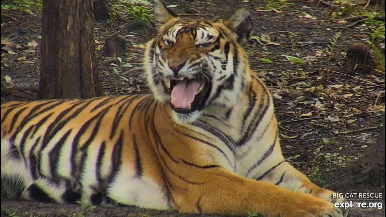 Good morning Big Cat Rescue Friends! ☀️ So Priya, tell us how you really feel about Monday’s!?