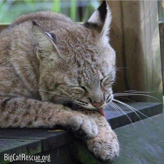 Nabisco bobcat had a long day of getting treats-so now it’s time to groom and nap!