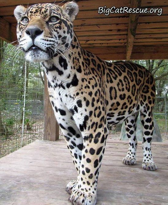 Manny Jaguar is so intense... intensely handsome that is!