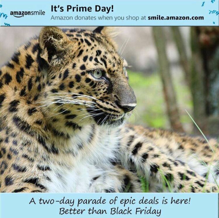 Natalia the Amur Leopard wants to remind you before she takes her evening catnap that today is Amazon Prime Day