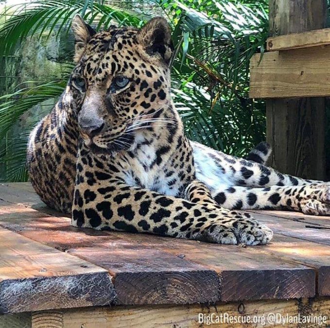 Armani Leopard looking picture purr-fect on her platform!