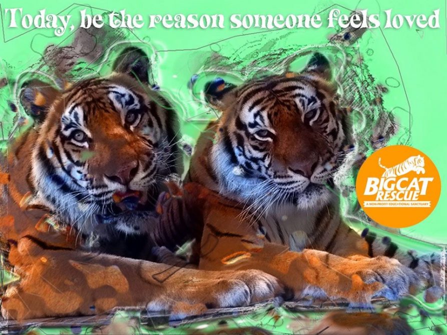 Memes and Quotes - “Today, be the reason someone feels loved”