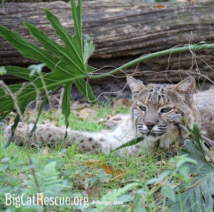 Moses Bobcat thinks it’s the purr-fect afternoon for a #catnap.