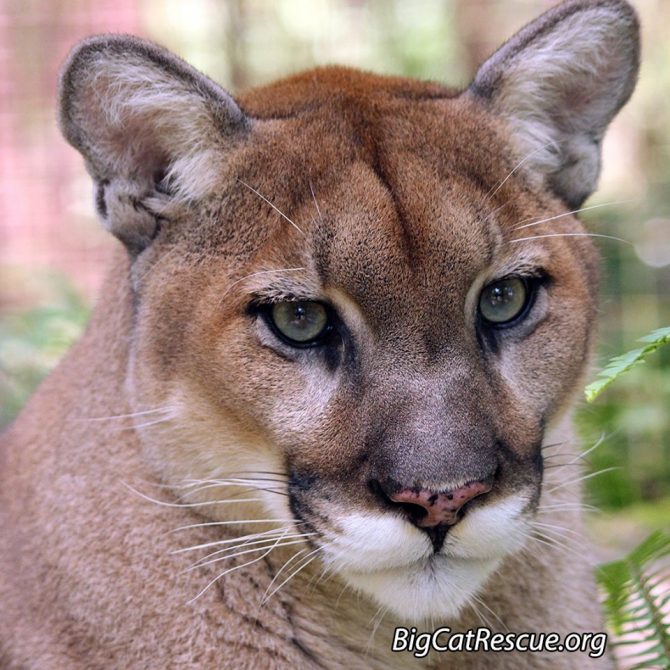Fun Fact: Did you know Ares is the only one of the Cougar siblings with spots on his nose? 