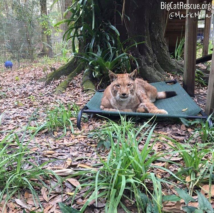 Apollo LOVES his Coolaroo bed and giving a little puff to keepers that pass by!