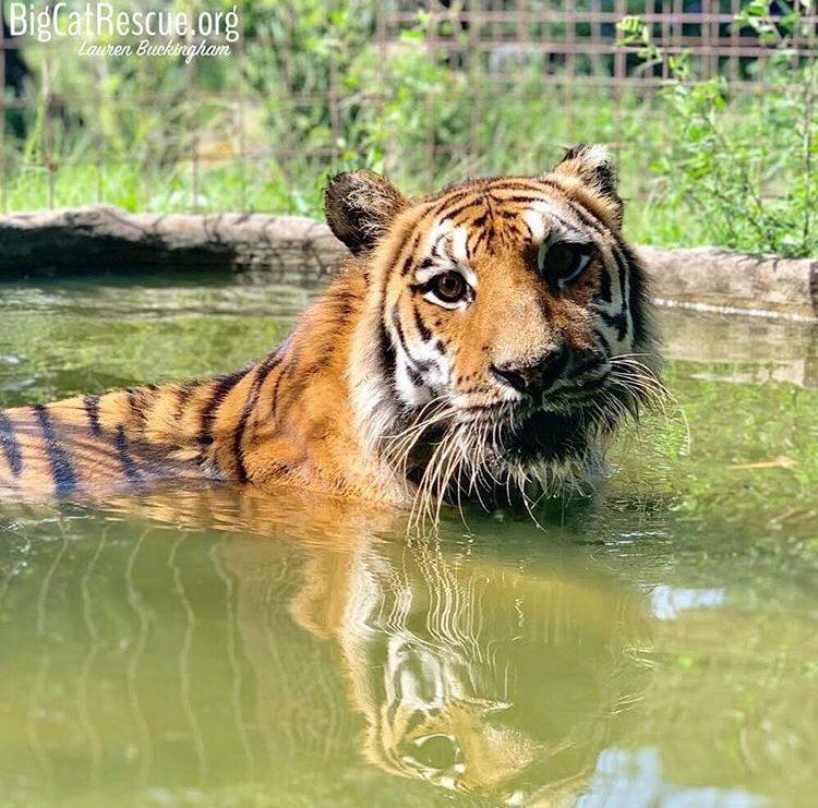 Keisha Tigress going for a swim on a hot Florida day!