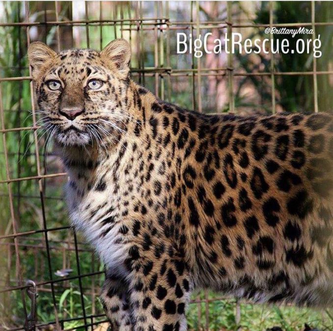 Beautiful Natalia the Amur Leopard is looking to see what Armani is chatting about!