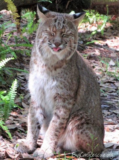 Frankie Bobcat can’t believe it’s only Wednesday night! He is already ready for the weekend! 