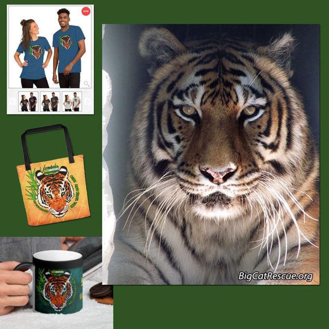 Miss Keisha Tigress wishes you a peaceful evening! ? Purr-chase International Tiger Day merchandise to support BCR’s efforts to save the tigers in the wild! https://big-cat-rescue.myshopify.com/collections/international-tiger-day-1