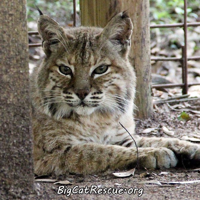 Beautiful Miss Andi Bobcat wishes you all a pleasant evening!