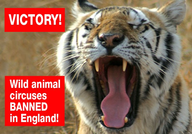 FANTASTIC NEWS!! The bill to ban the use of wild animals in circuses in England has just passed its third and final reading in the House of Lords. It will become law in January! After more than 20 years of ADI investigations and campaigns, and over a decade of government promises, this archaic abuse will finally end, sparing countless animals from a life of circus suffering and violence. A huge thank you to everyone who has taken action to help the animals over the years – writing to your MP (again and again!), attending circus protests, donating to enable us to expose and campaign against the suffering, and more. TOGETHER WE DID IT! Read more http://bit.ly/CircusBanEngland 