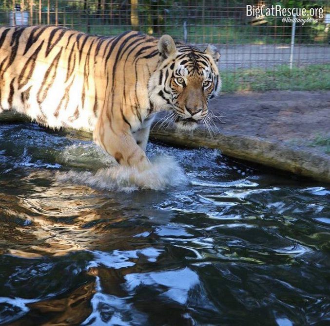 Jasmine Tigress sure does love her early morning swims!
