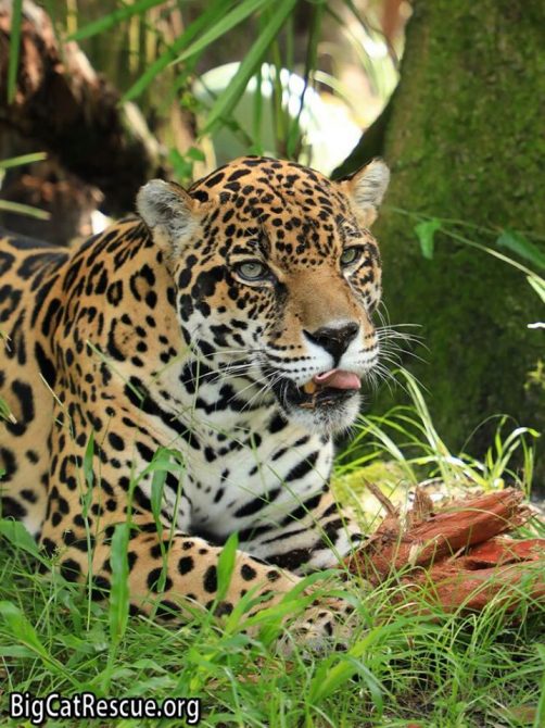 Handsome Manny Jaguar has the cutest whiskers for Whiskers Wednesday! >>•<<